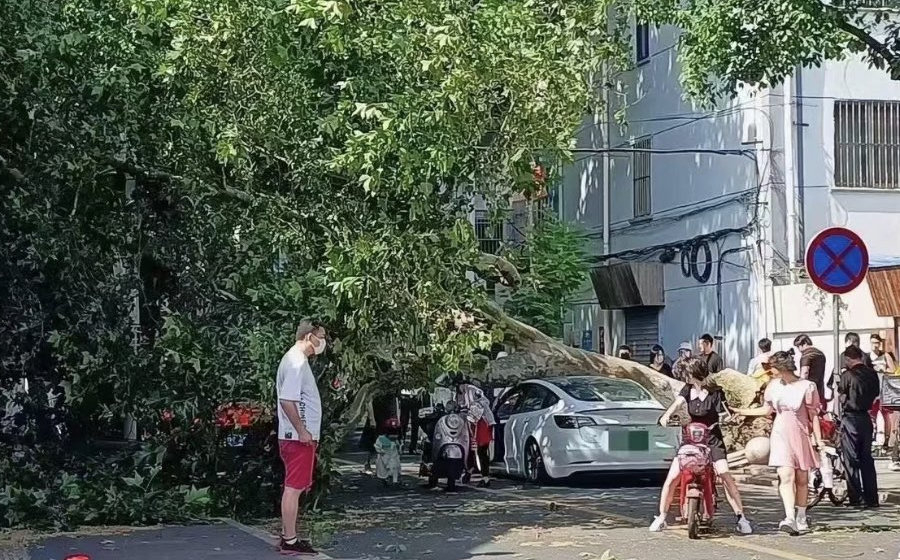 esla Model 3 случайно доказала прочность, поймав крышей дерев Фото 2